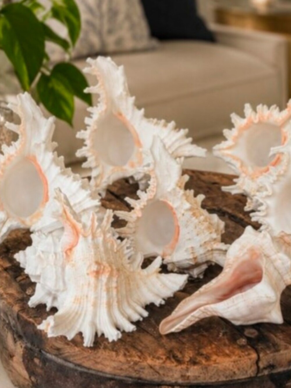 Large Coastal 6 Murex Conch | 1 Fox Conch *Read Description 🐚🌿